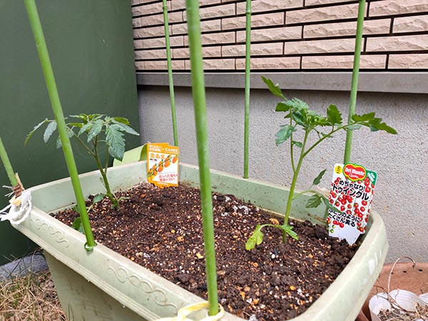 2022年の家庭菜園